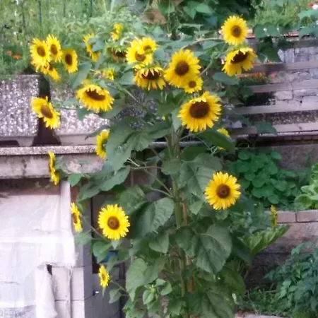 Reginaldo's Lejlighedshotel Nesso